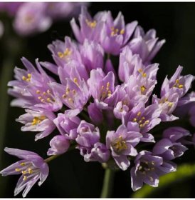 Česnek okrasný růžový - Allium roseum - prodej cibulovin - 3 ks od 46 Kč - Heureka.cz