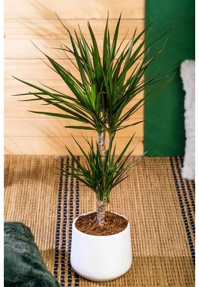 Dračinec vroubený (Dracaena marginata), výška cca 85-95 cm, pr. kv. cca 21 cm