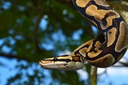 Fire Ball Python hada omotaného kolem větve — Stock obrázek