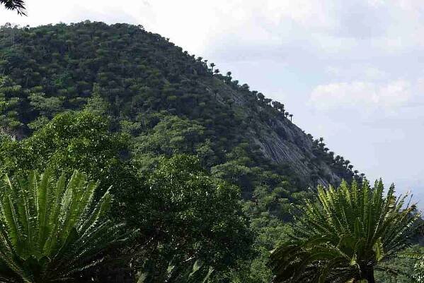 modjadji cycad forest