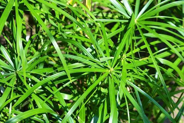 Šáchor střídavolistý (Cyperus alternifolius) 
