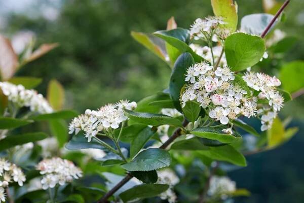 Áronie, černý jeřáb (Aronia melanocarpa, dříve Aronia nigra)