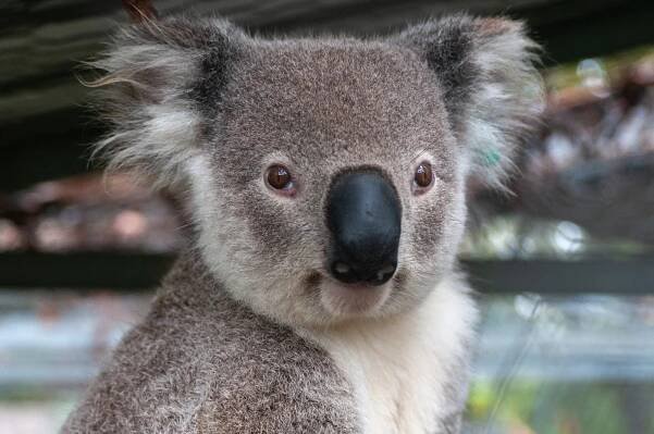 Austrálie Zvířata Koala - Fotografie zdarma na Pixabay