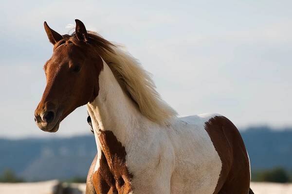 Koně na prodej – Ranch 3R