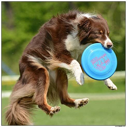 Ulli - Fotoalba - KDDF Tovačov 2013 - mé první letošní dogs frisbee závody