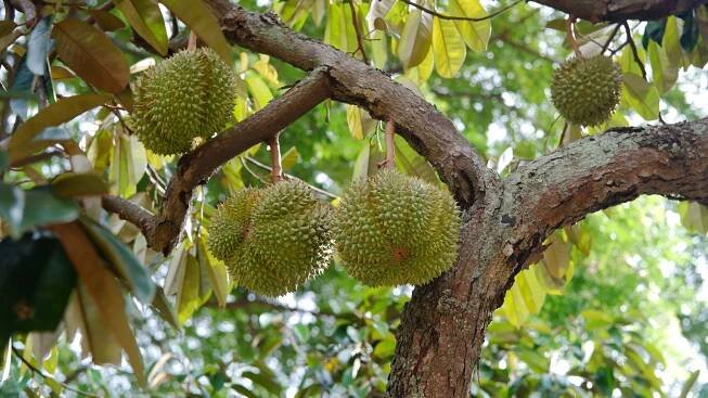 durian