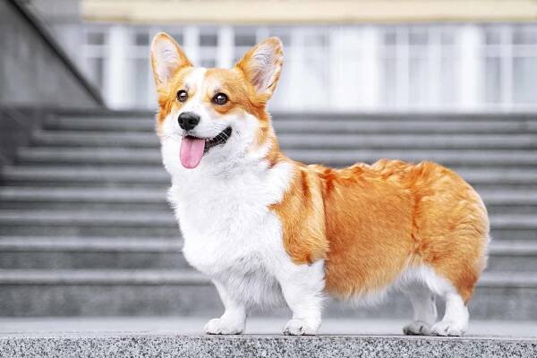 pembroke welsh corgi standing on grey marble stairs