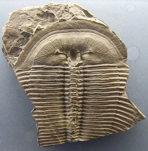 Soubor:Harpides grimmi Palaeontological exhibition Prague cropped.jpg – Wikipedie
