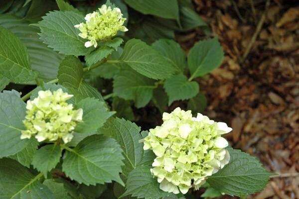 Gardens and Garlic | Gardening and Cooking the healthy way. 