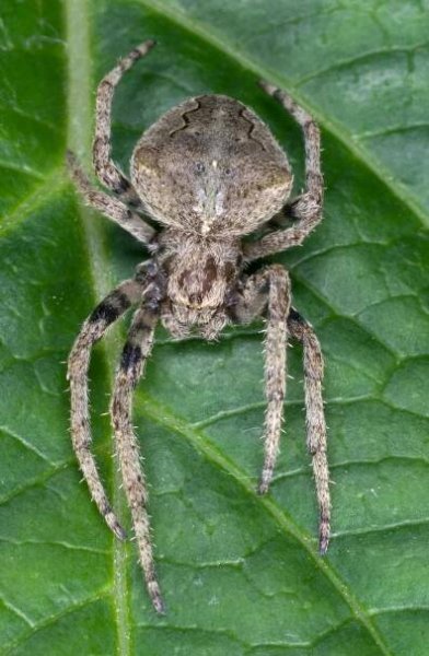 Araneus ventricosus