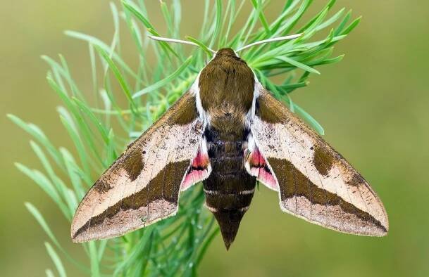 Flora and Fauna — Bluff Lake Nature Center