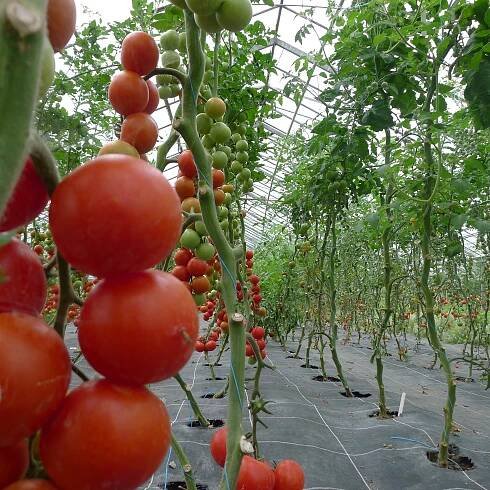 Planeta jídla | topvip.cz