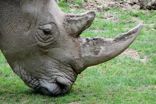 Soubor:Zoo Beauval 12 06 2010 14 Ceratotherium simum simum.jpg – Wikipedie