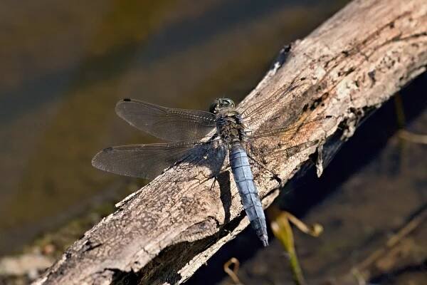 vážka černořitná - Orthetrum cancellatum