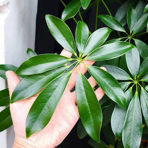 Schefflera arboricola Nora XXL
