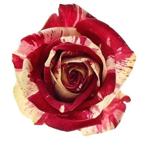 Žíhaná růže HARLEQUIN 60cm (XL) DELUXE