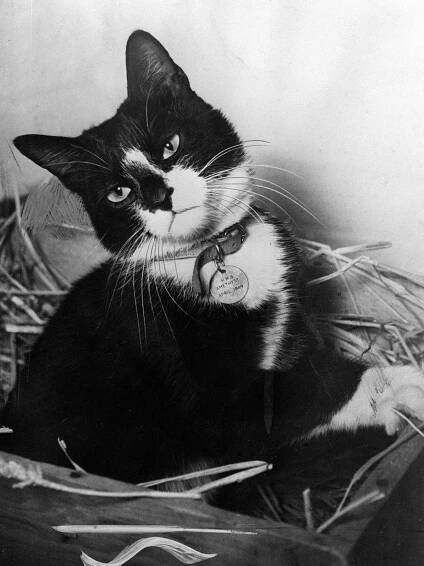 Simon the Cat Received A Military Honor After Suffering Injuries During the Yangtze Incident