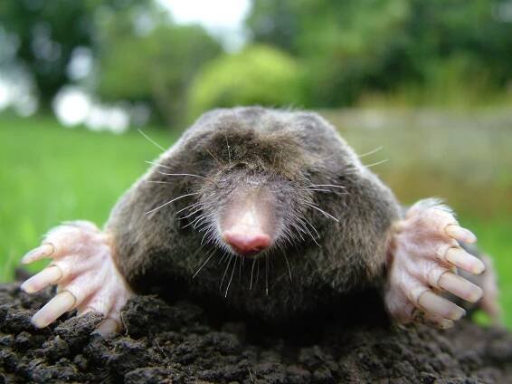Soubor:Close-up of mole.jpg – Wikipedie