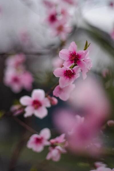 2400X3600 Sakura Wallpaper and Background