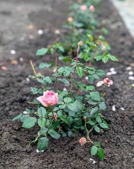 This day was wet and rainy, but all of my roses were planted. I am excited to see them continue to grow and bloom in this enclosed space.