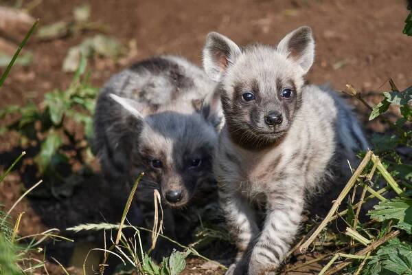 Výročí chovu oslavily hyeny v jihlavské zoo nejlépe, jak mohly. Mají mláďata