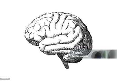 Lidský pohled na straně mozku kreslení ilustrace na bílé BG - Bez autorských poplatků Ilustrace vektorové obrázky