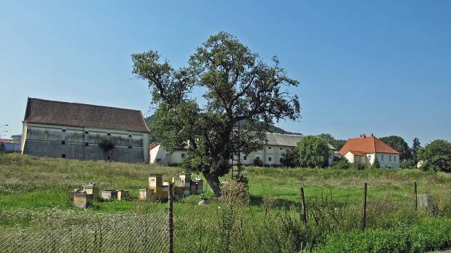 Bělušice (tvrz)
