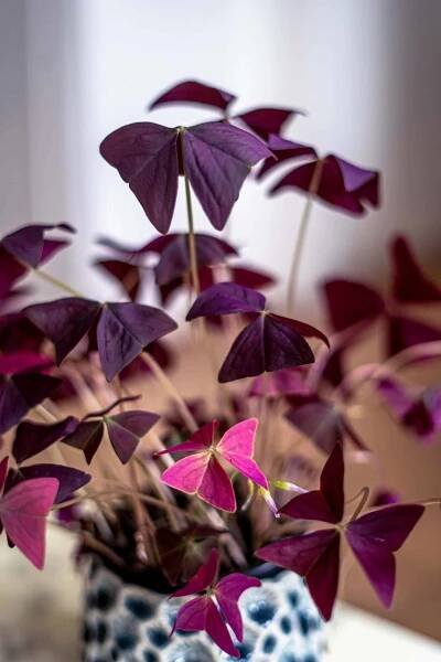 Oxalis Triangularis (False Shamrock/ Love Plant): Care Guide, Tips & Propagation
