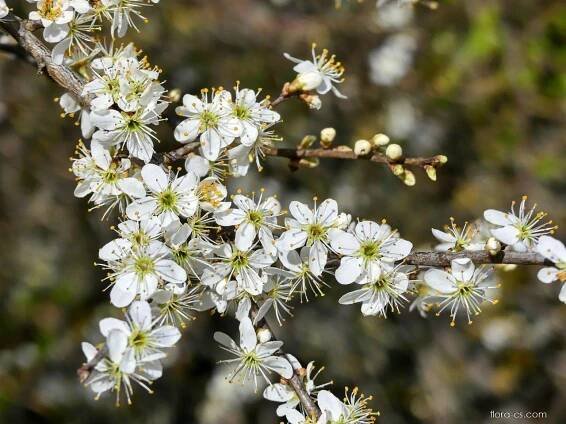 Trnka obecná (Prunus spinosa)
