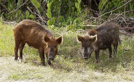 Houbaři vyhánějí prasata z lesů. V kukuřičných polích je myslivci odstřelit nemohou