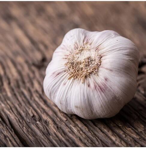 Sadbový česnek Dukát - Allium sativum - paličák - cibule česneku - 1 balení