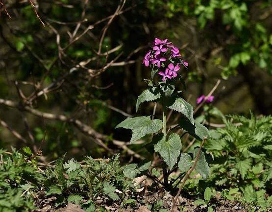 Měsíčnice roční (Lunaria annua)