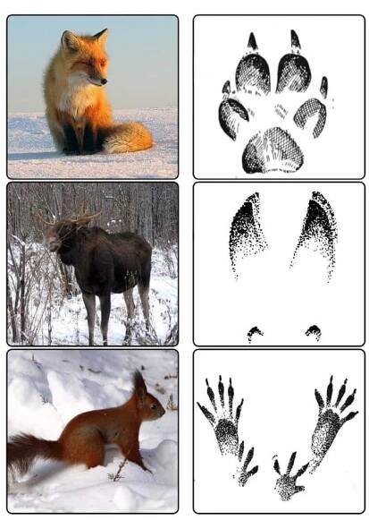 four pictures of different animals in the snow with their footprints and hand prints on them
