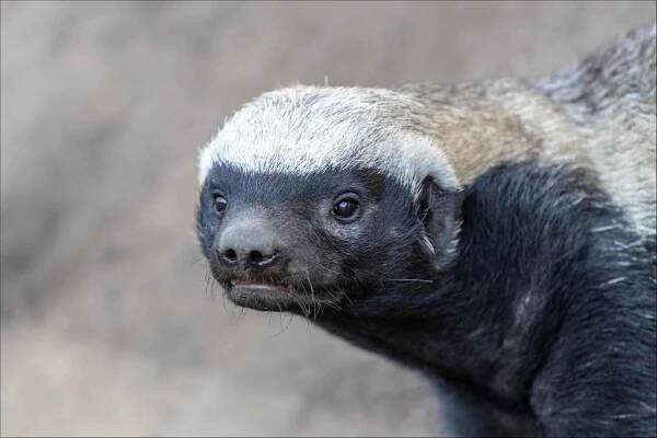Honey Badger