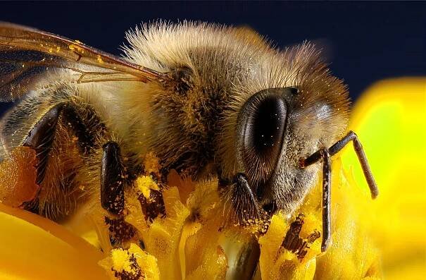 Apis mellifera - Včela medonosná