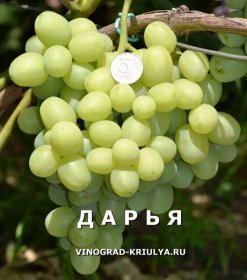 Odrůdy vinné révy v abecedním pořadí, hybridní formy Kraynov a Krasokhina