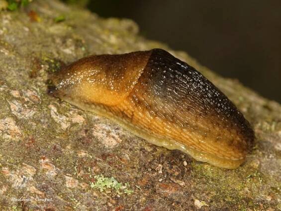 Arion fuscus - plzák hnědý | Arionidae - plzákovití | Natura Bohemica