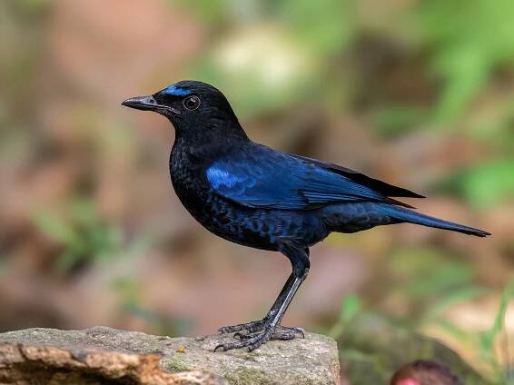  - Malabar Whistling-Thrush