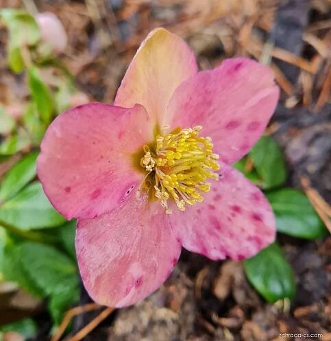 Čemeřice (Helleborus)