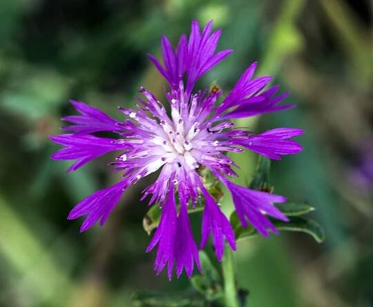 Centaurea diluta