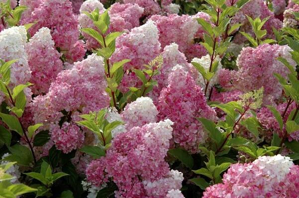 Rostliny: Hydrangea paniculata 'Vanille Fraise'® - hortenzie latnatá