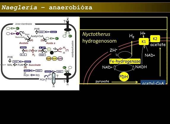PPT - Energetický metabolismus PowerPoint Presentation, free download - ID:3352931