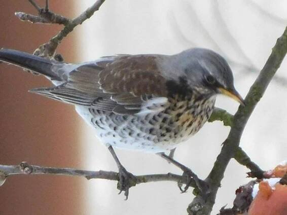 Drozd kvíčala (Turdus pilaris)