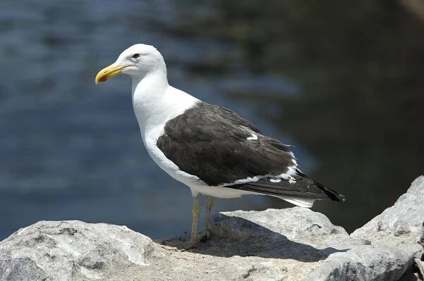 Birds in Chile | Kaj Halberg
