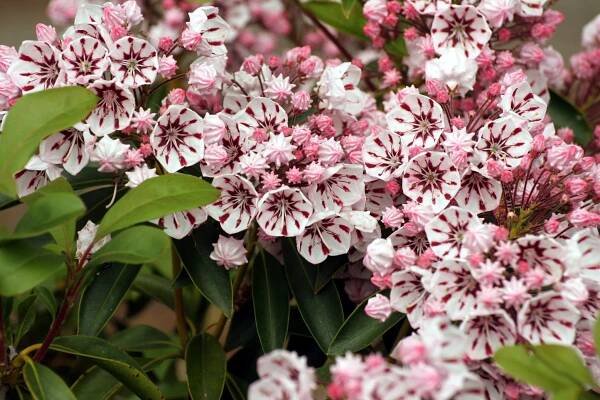 Kalmia širokolistá PEPPERMINT