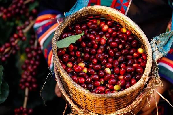 Honduras Geisha Premium Santa Barbara Trinidad Finca Jerusalén – Honey