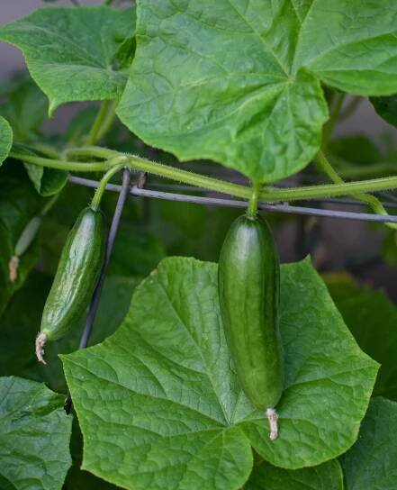 Cucumber 'La Diva'