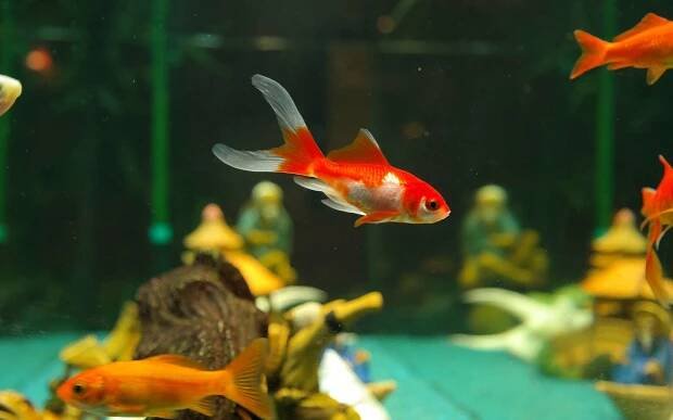 Signes qui indiquent qu'une poisson rouge est malade