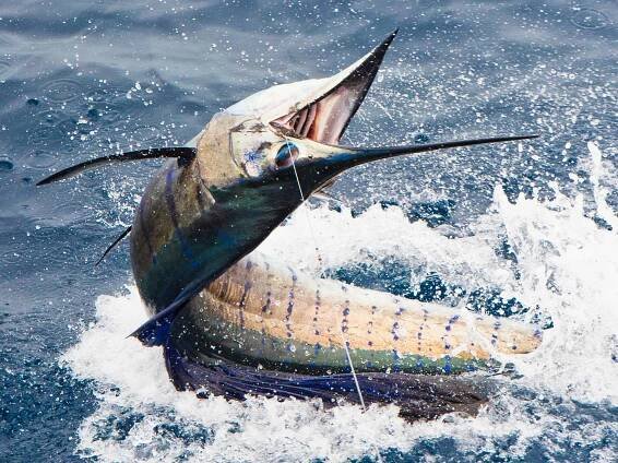 Guatemala's World-Class Sailfishing