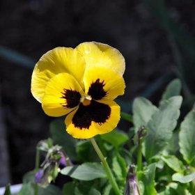 Semena macešky – Maceška Schweizer Riesen Goldgelb – Viola wittrockiana